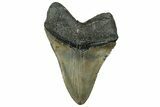 Huge, Fossil Megalodon Tooth - North Carolina #319918-2